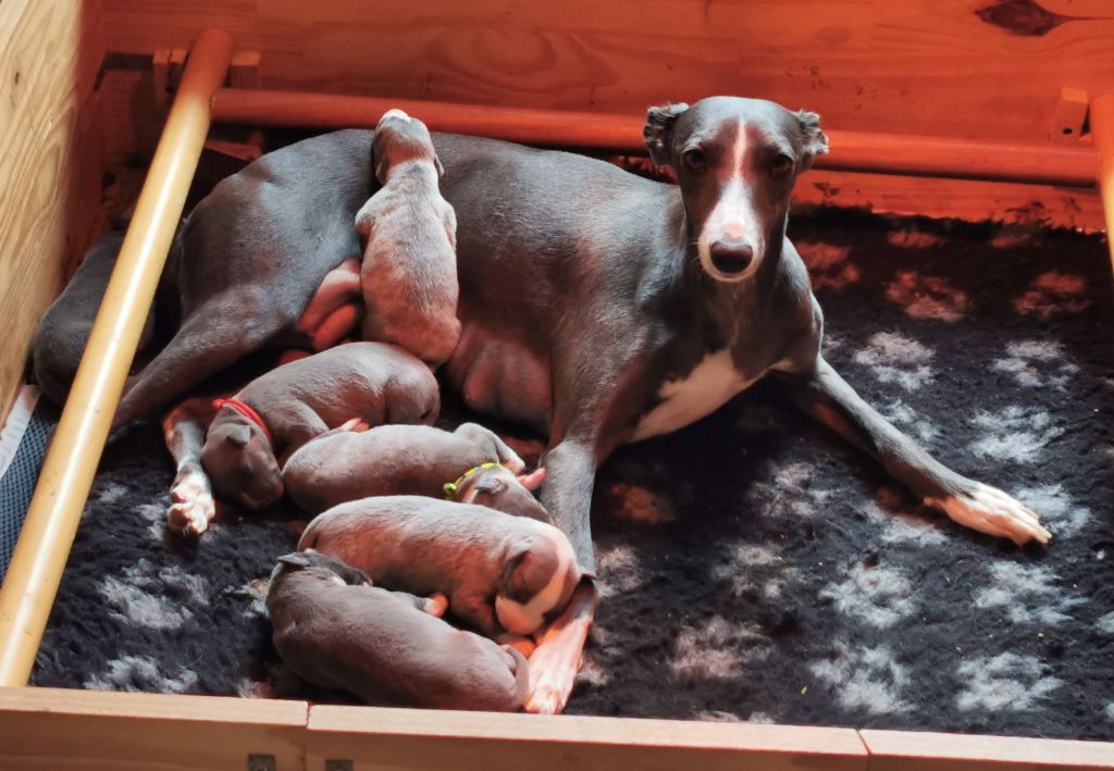 chiot Whippet du bois de Roquelaure