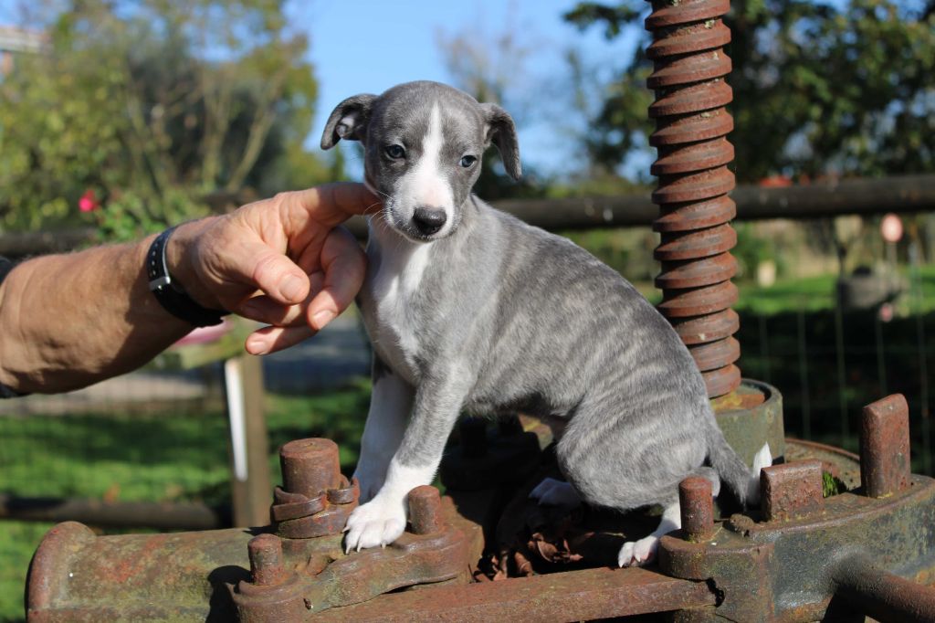 du bois de Roquelaure - Chiot disponible  - Whippet