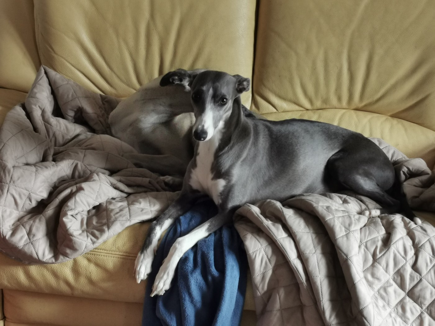 Tous nos chiots ont rejoints leurs fabuleuses familless.