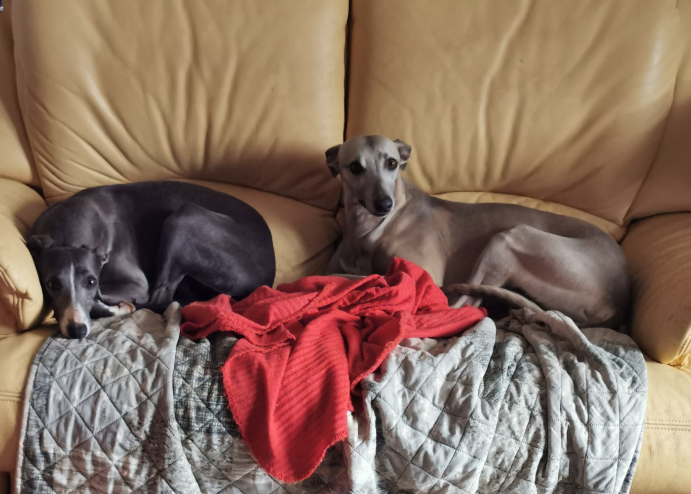 Les petits BRIDGERLOVE sont attendus courant avril !