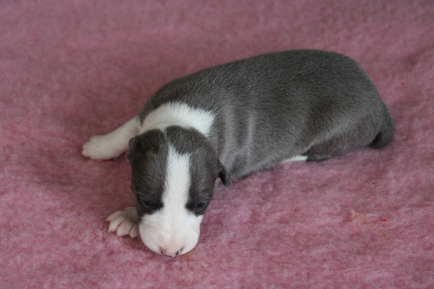PLUS QU'UNE SEULE FEMELLE BLEUE DISPONIBLE !