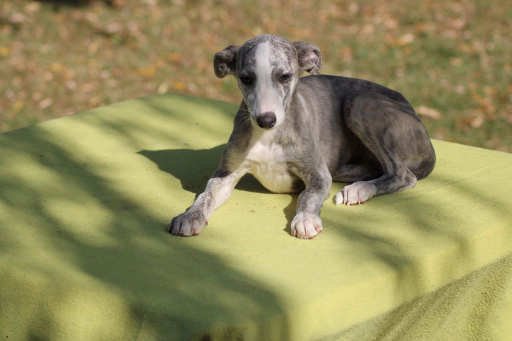 Chiots disponibles à partir du 8 octobre 2025 ! 