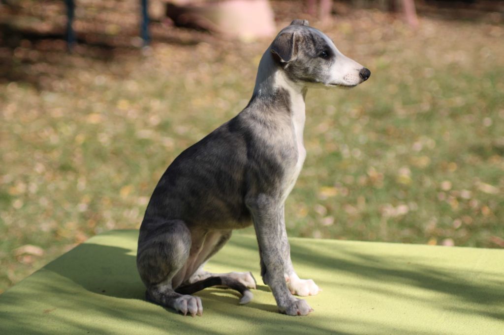 Chiots : 2 mâles et 1 femelle DISPOS !
