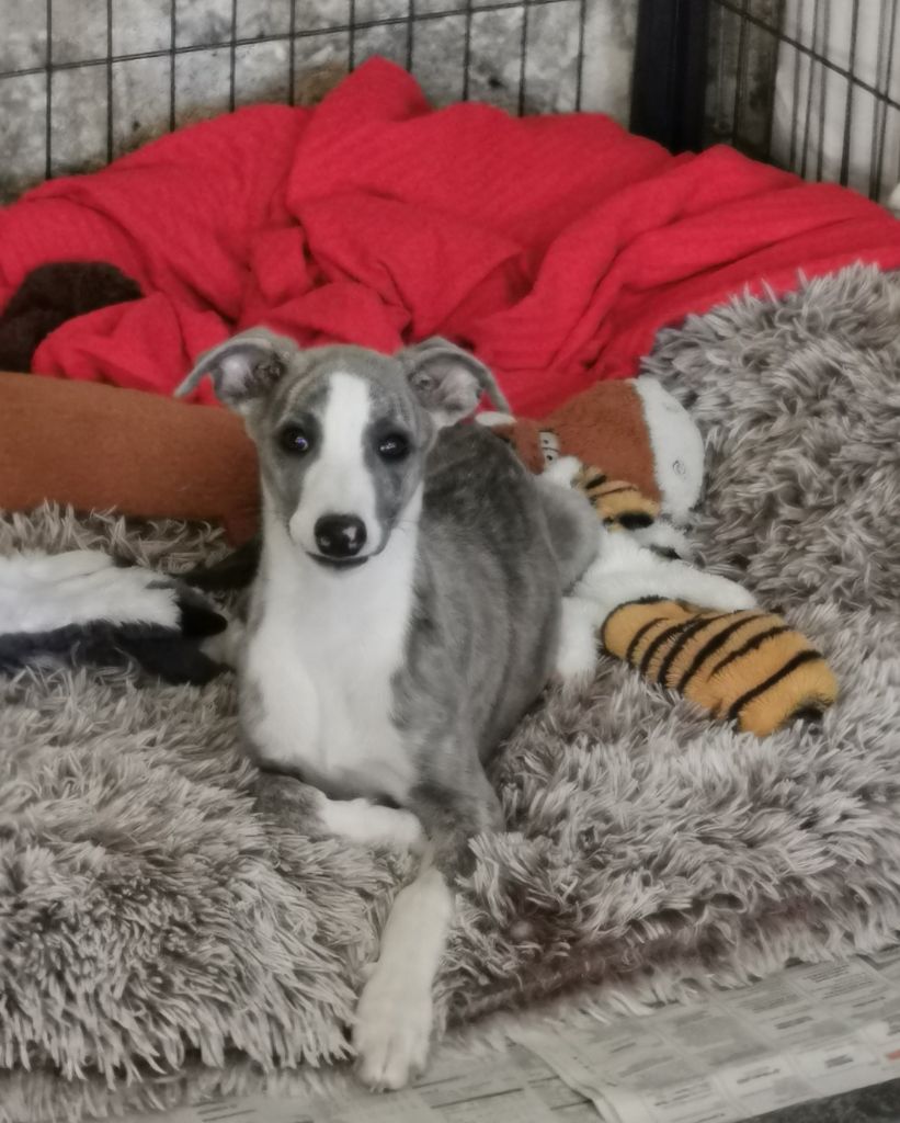 CHIOTS DISPOS nés le 10/08/25