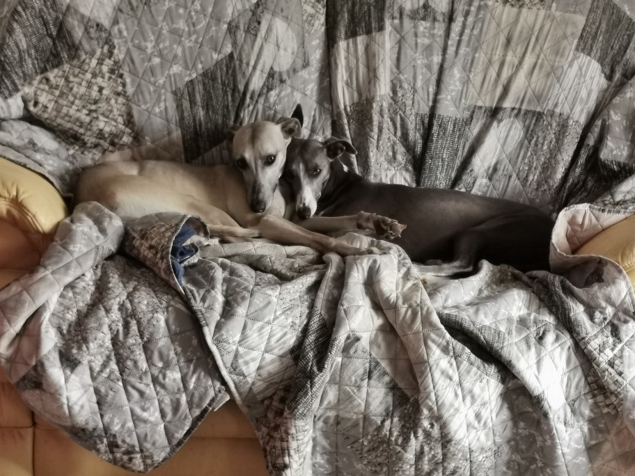 du bois de Roquelaure