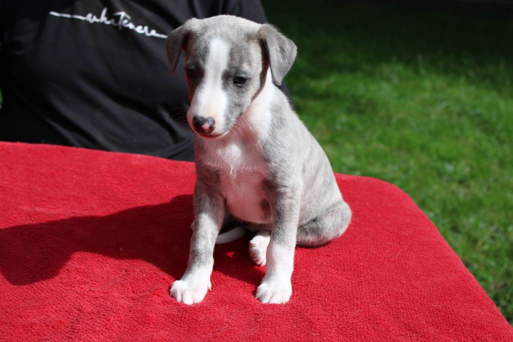 du bois de Roquelaure - Chiots disponibles - Whippet