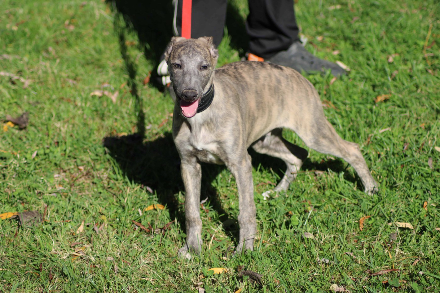 du bois de Roquelaure - Chiots disponibles - Whippet