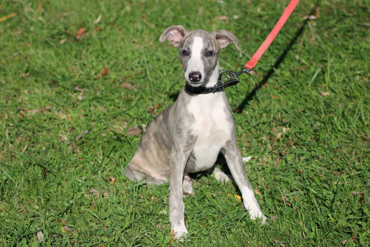 du bois de Roquelaure - Chiots disponibles - Whippet