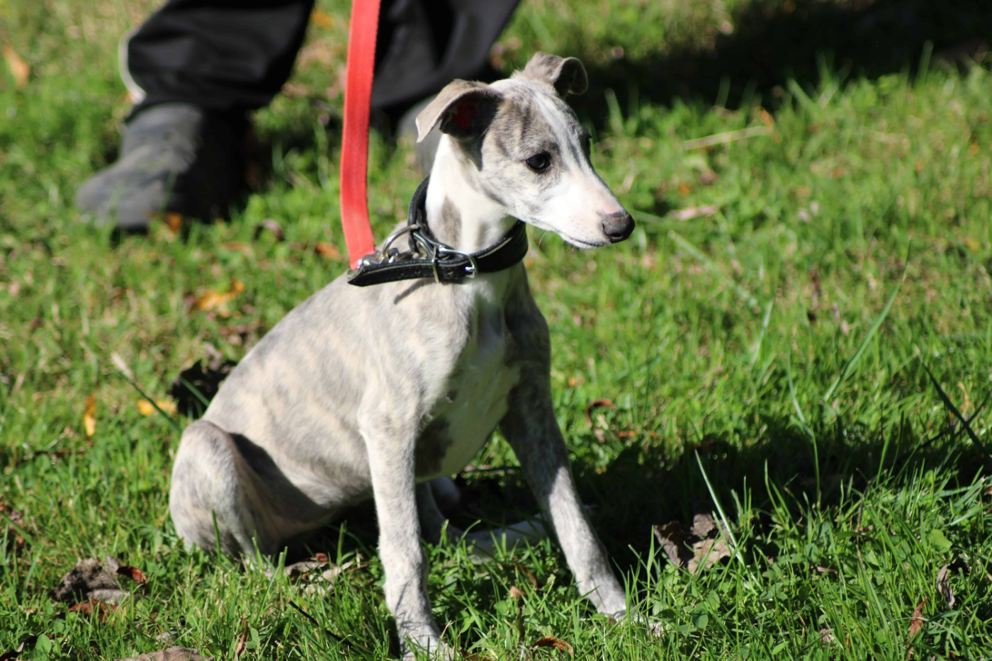du bois de Roquelaure - Chiots disponibles - Whippet