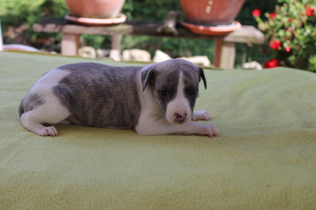 du bois de Roquelaure - Chiots disponibles - Whippet