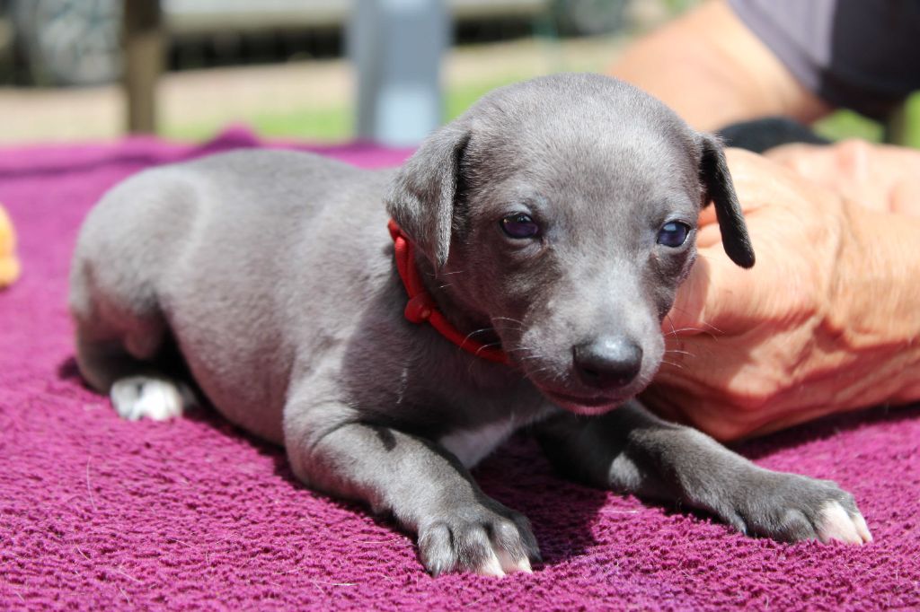 du bois de Roquelaure - Chiots disponibles - Whippet