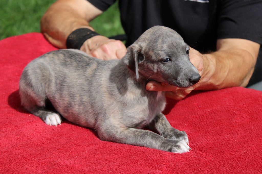 du bois de Roquelaure - Chiots disponibles - Whippet