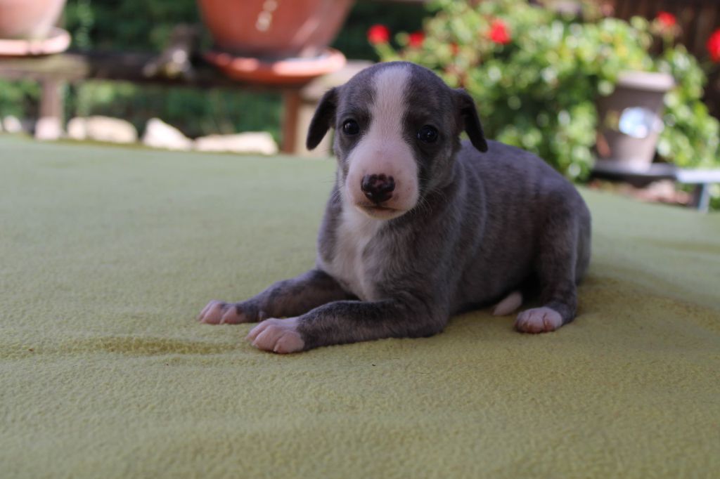 du bois de Roquelaure - Chiots disponibles - Whippet