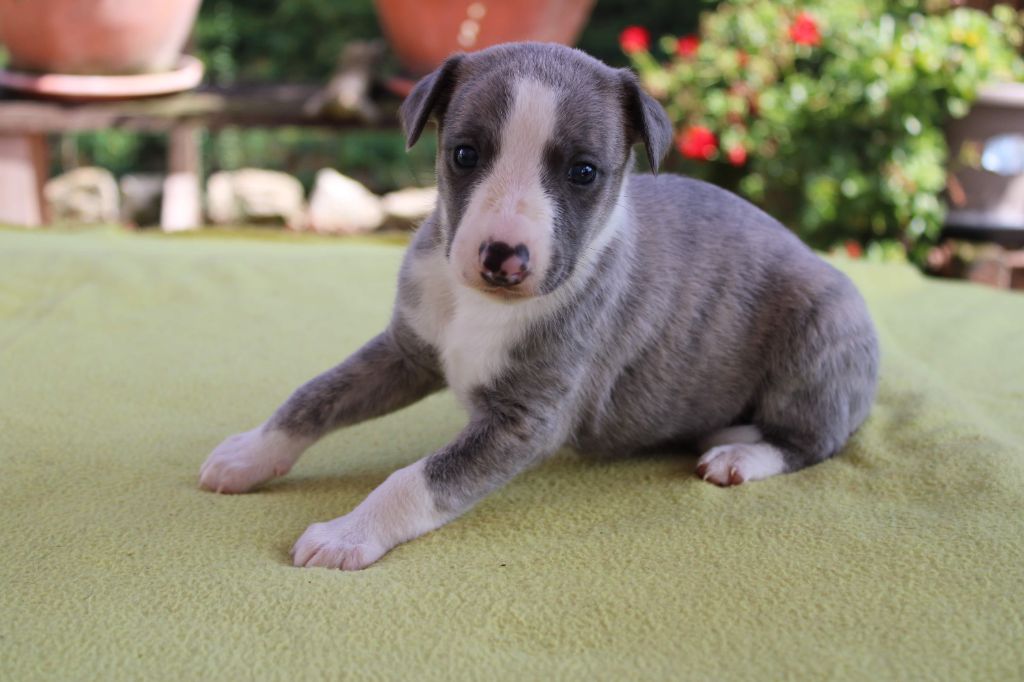 du bois de Roquelaure - Chiots disponibles - Whippet