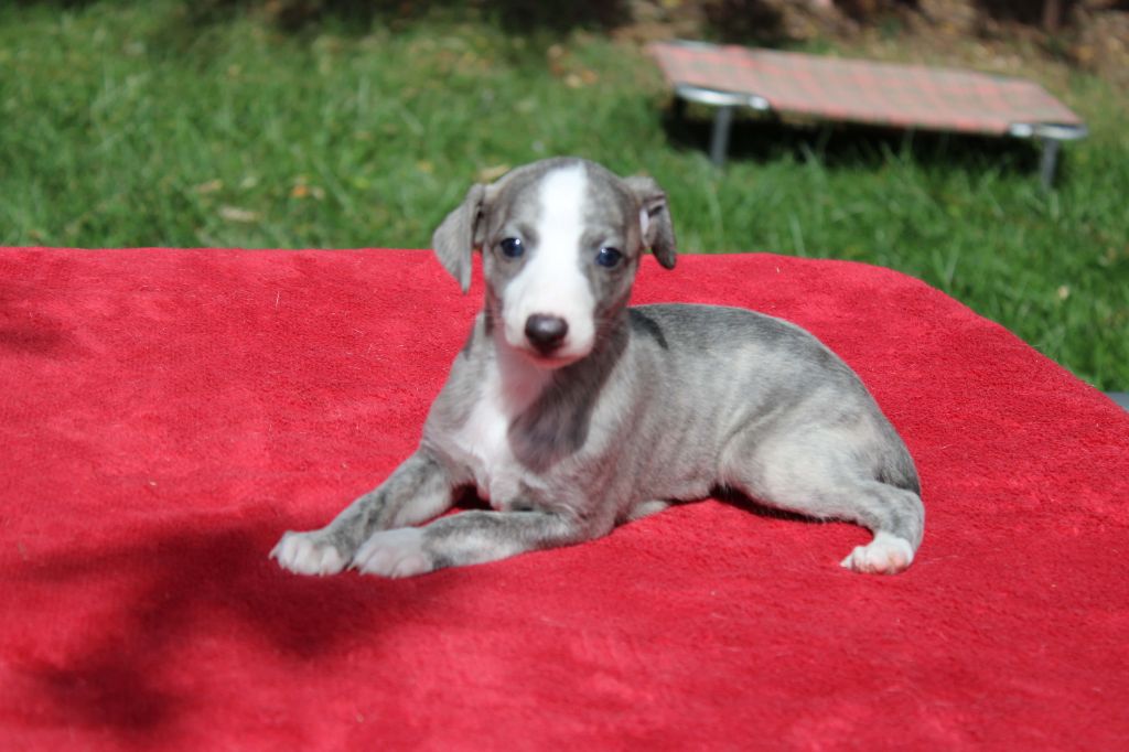 du bois de Roquelaure - Chiots disponibles - Whippet