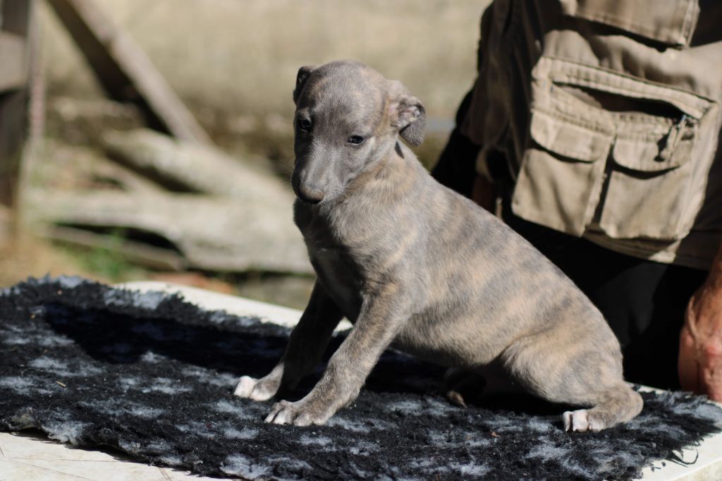 du bois de Roquelaure - Whippet - Portée née le 10/08/2025