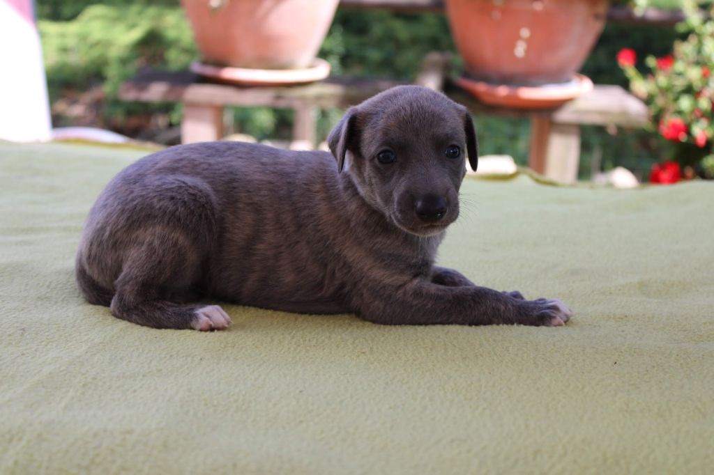 du bois de Roquelaure - Chiots disponibles - Whippet