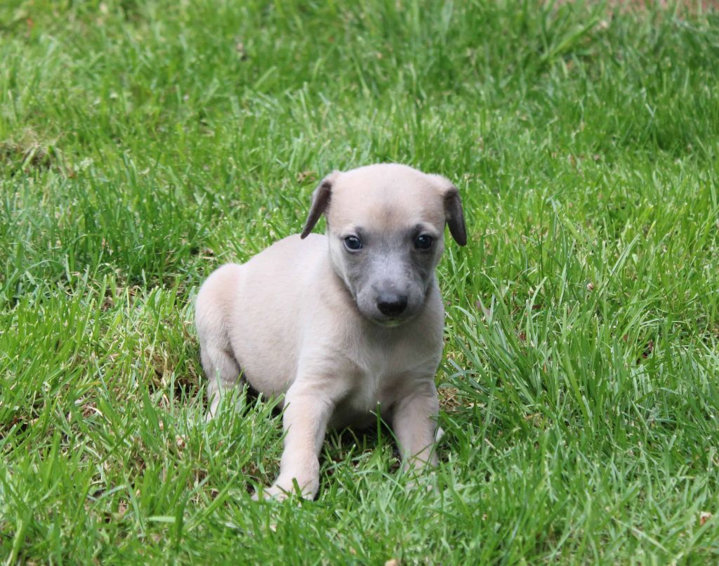 du bois de Roquelaure - Chiots disponibles - Whippet