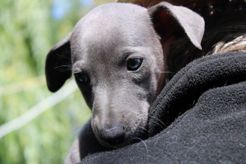 du bois de Roquelaure - Chiots disponibles - Whippet