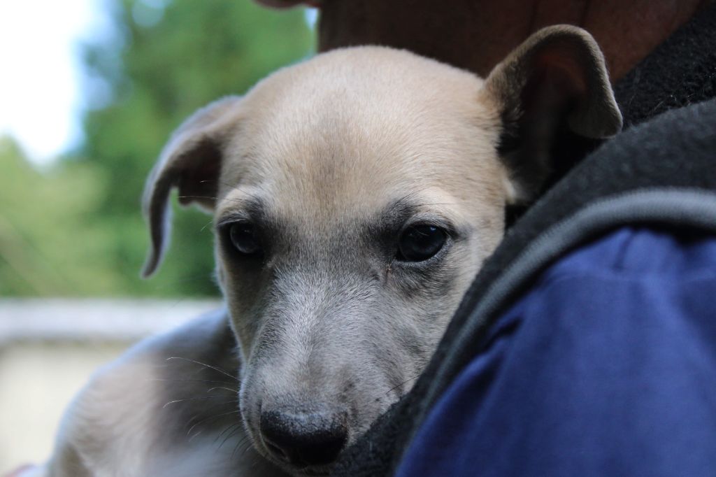 du bois de Roquelaure - Chiots disponibles - Whippet