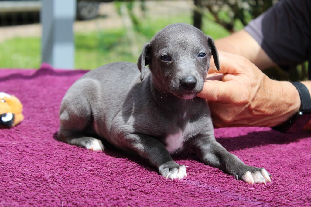 du bois de Roquelaure - Chiots disponibles - Whippet