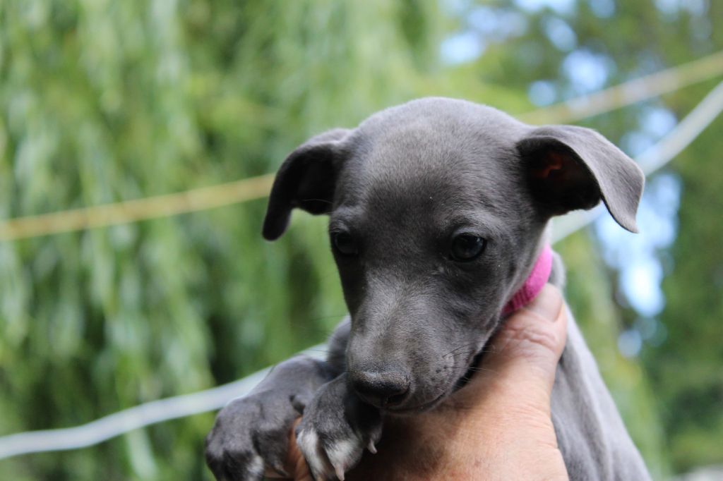 du bois de Roquelaure - Chiots disponibles - Whippet